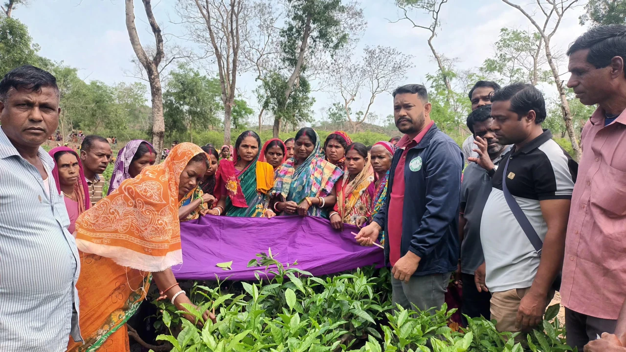 সবুজে সবুজে চারিদিক বড়লেখার চা বাগান, নতুন মৌসুমের পাতা চয়ন