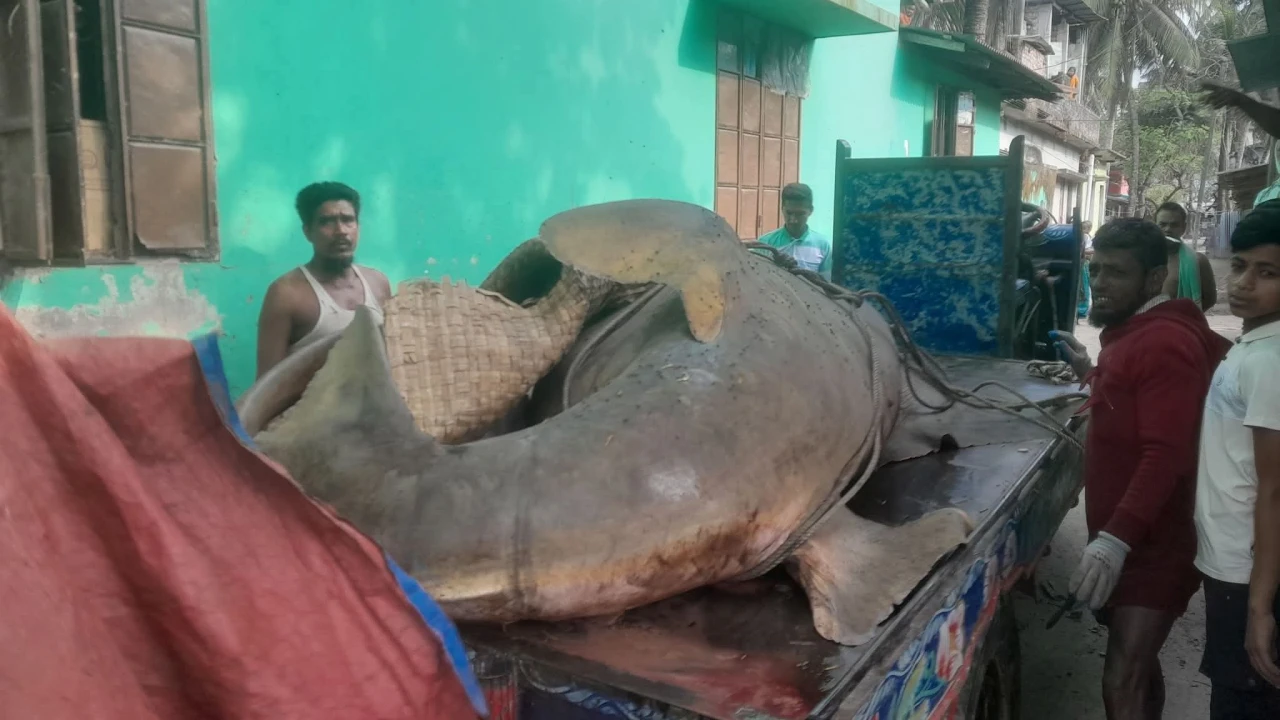 ঝালকাঠিতে জেলের জালে ধরা পড়ল দানবাকৃতির ‘খটক মাছ’, বিক্রি আড়াই লাখ টাকায়