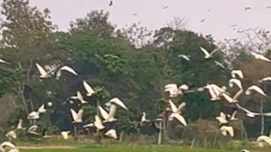 পাঞ্জিবাড়ি কমলগঞ্জে পাখিদের বাড়িতে পরিনত