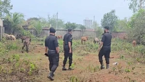 পূর্বাচলে ভয়াবহ জালিয়াতি: জবাই করা ৯টি ও ১১টি জ্যান্ত ঘোড়া জব্দ