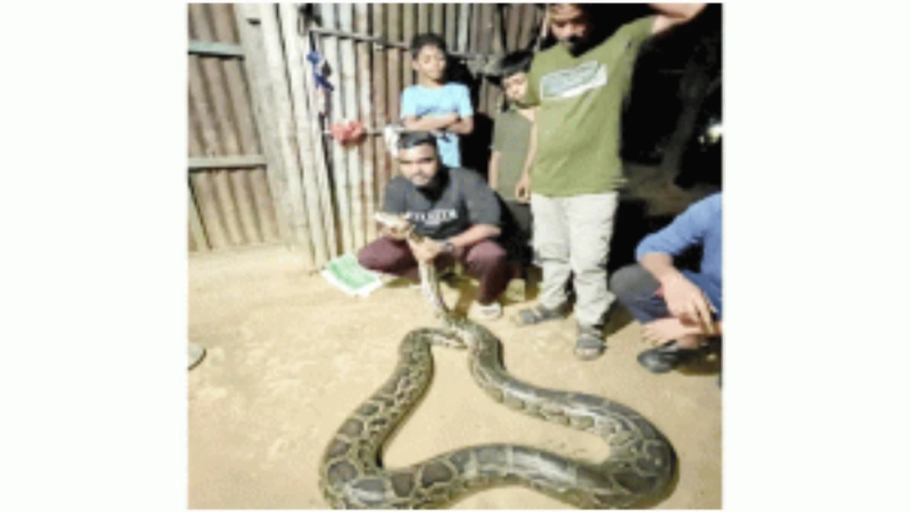 লাউয়াছড়া বনে অজগর সাপ অবমুক্ত