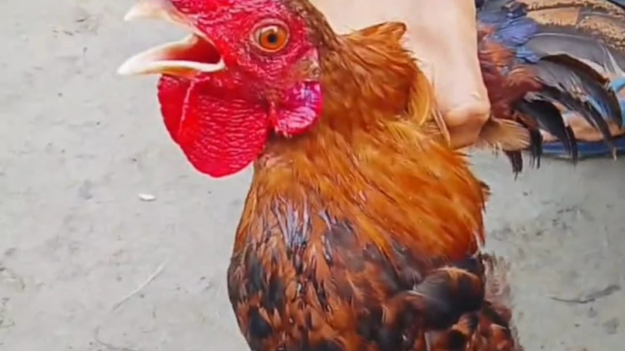 মোরগের কণ্ঠে আল্লাহর নাম, এলাকাজুড়ে চাঞ্চল্য
