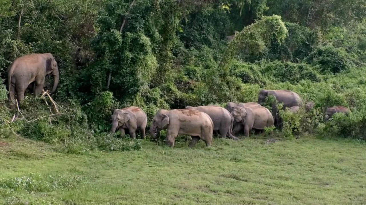 রাঙ্গামাটির কাপ্তাইয়ে চিৎমরম দূর্গম এলাকায় বন্যহাতির আক্রমণে ১জন নিহত