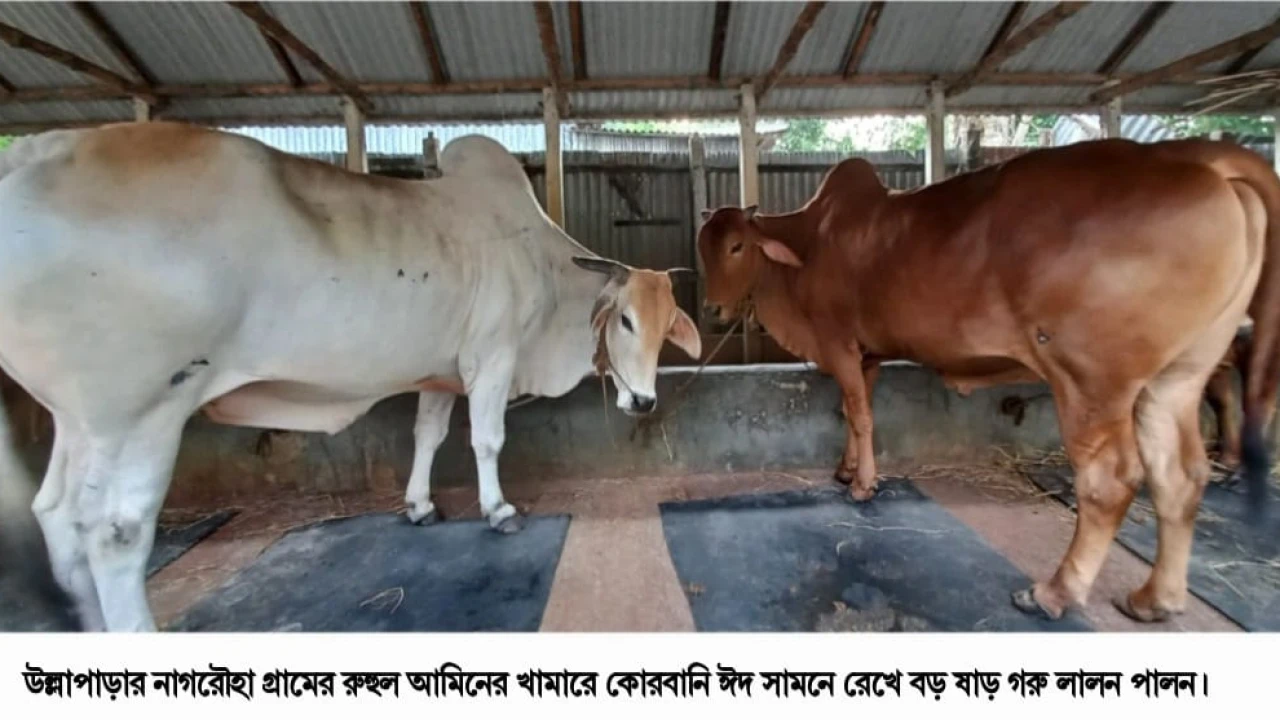 উল্লাপাড়ায় খামার - গৃহস্থ বাড়ীতে কোরবানি ঈদ সামনে রেখে ষাঁড় গরু পালন