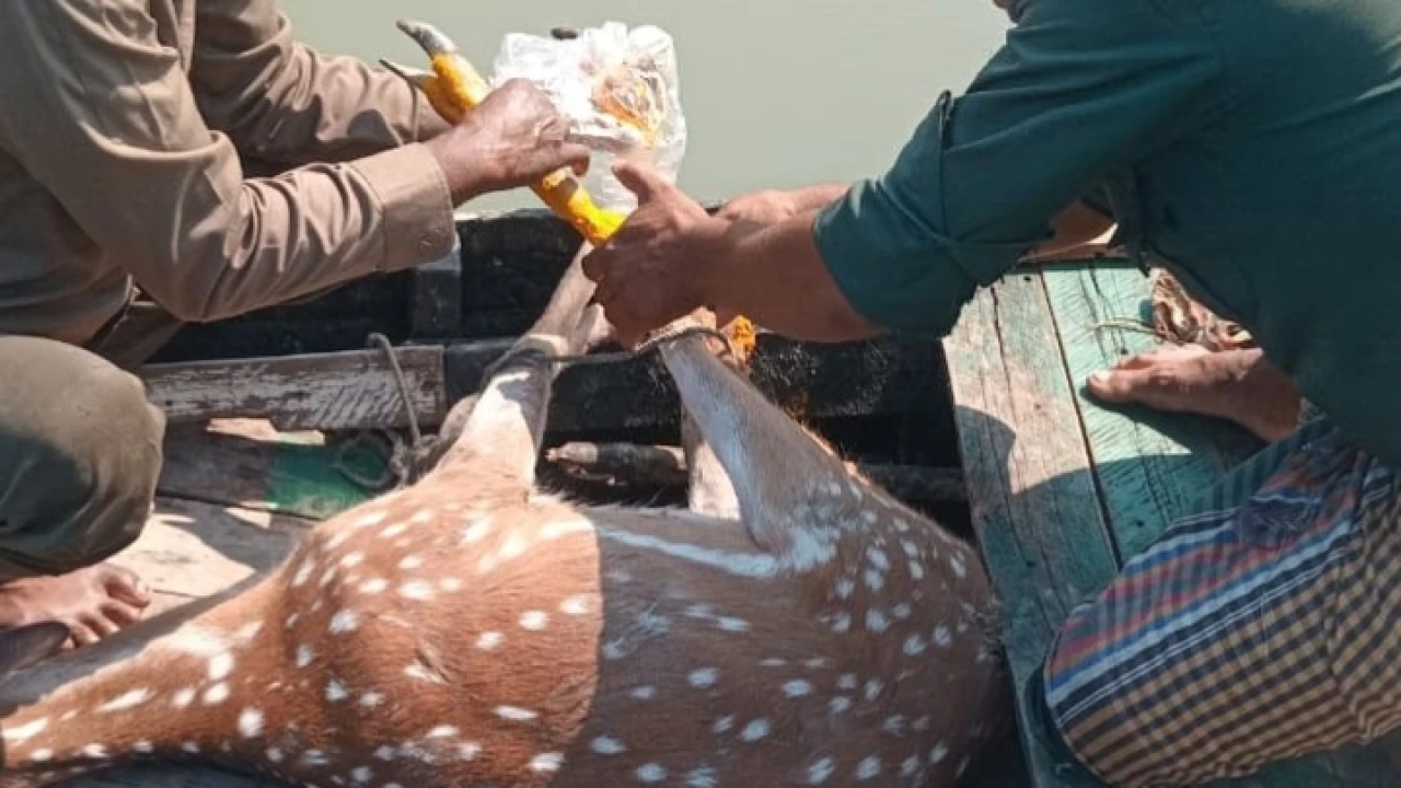 সুন্দরবনের হরিণ লোকালয়ে  উদ্ধারের পর বনেই অবমুক্ত