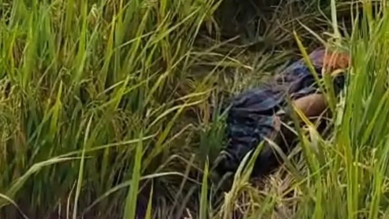 লক্ষ্মীপুরে ধানক্ষেত থেকে ইট ভাটা  শ্রমিকের মুখ বাধাঁ লাশ উদ্ধার