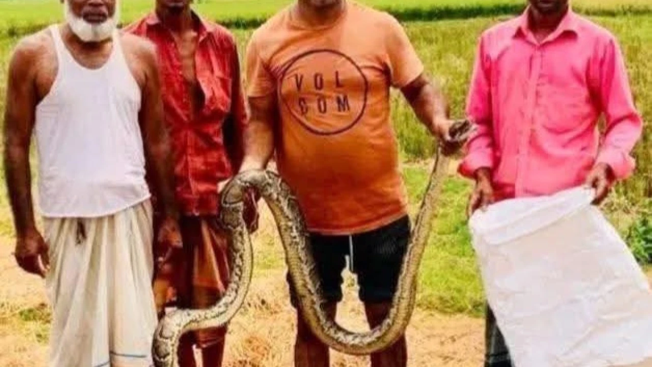 জেলের জালে আটকা অজগর সাপ উদ্ধার