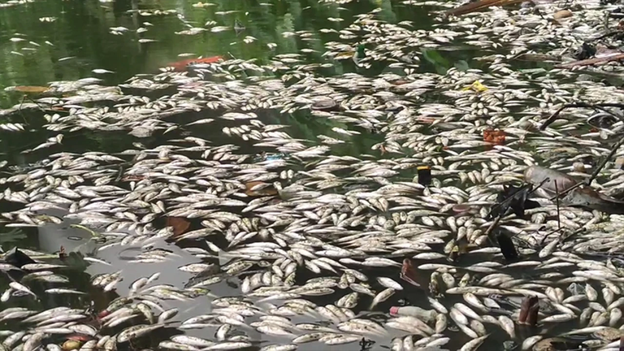 পুকুরে বিষ দিয়ে ৩০ লাখ টাকার মাছ নিধন