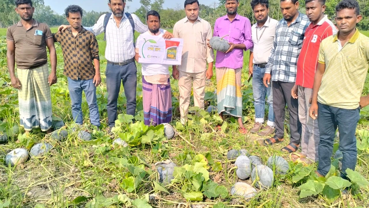 কুড়িগ্রামে স্থানীয় কৃষকদের অংশগ্রহণে মিষ্টি কুমড়ার মাঠ দিবস