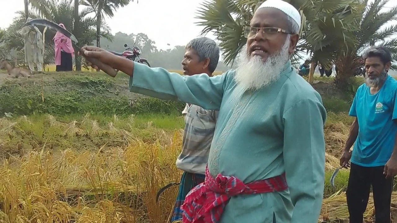 মণিরামপুরে হতদরিদ্র কৃষকের পাশে এমপি গাজী এনামুল হক, ধান কাটার কর্মসূচির উদ্বোধন