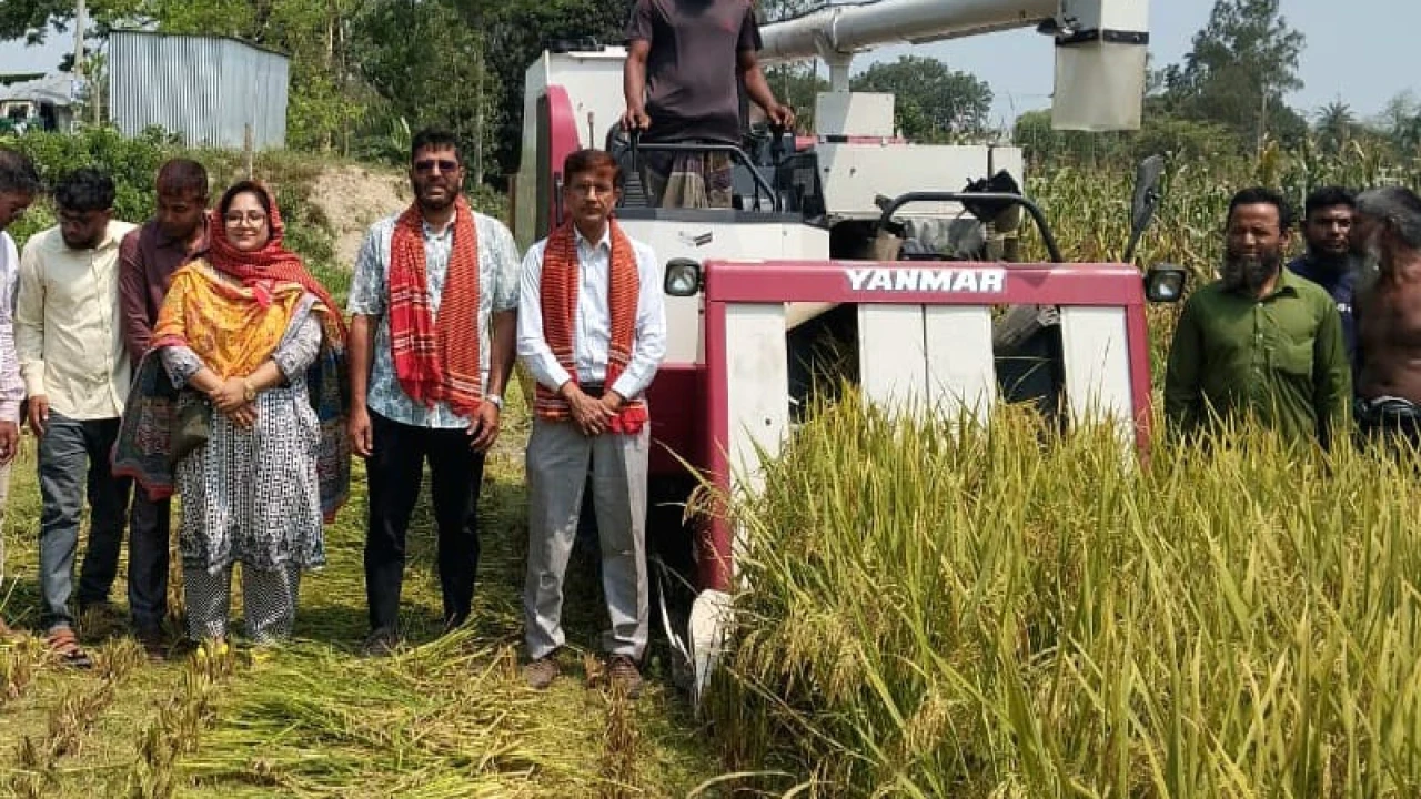 উল্লাপাড়ায় বোরো ধান ব্রি ১০৮ এর  নমুনা শস্য কর্তন