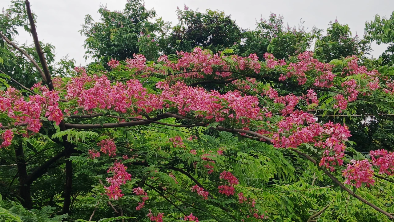 বেরোবি ক্যাম্পাসে ফুটেছে বিরল প্রজাতির লাল সোনাইল