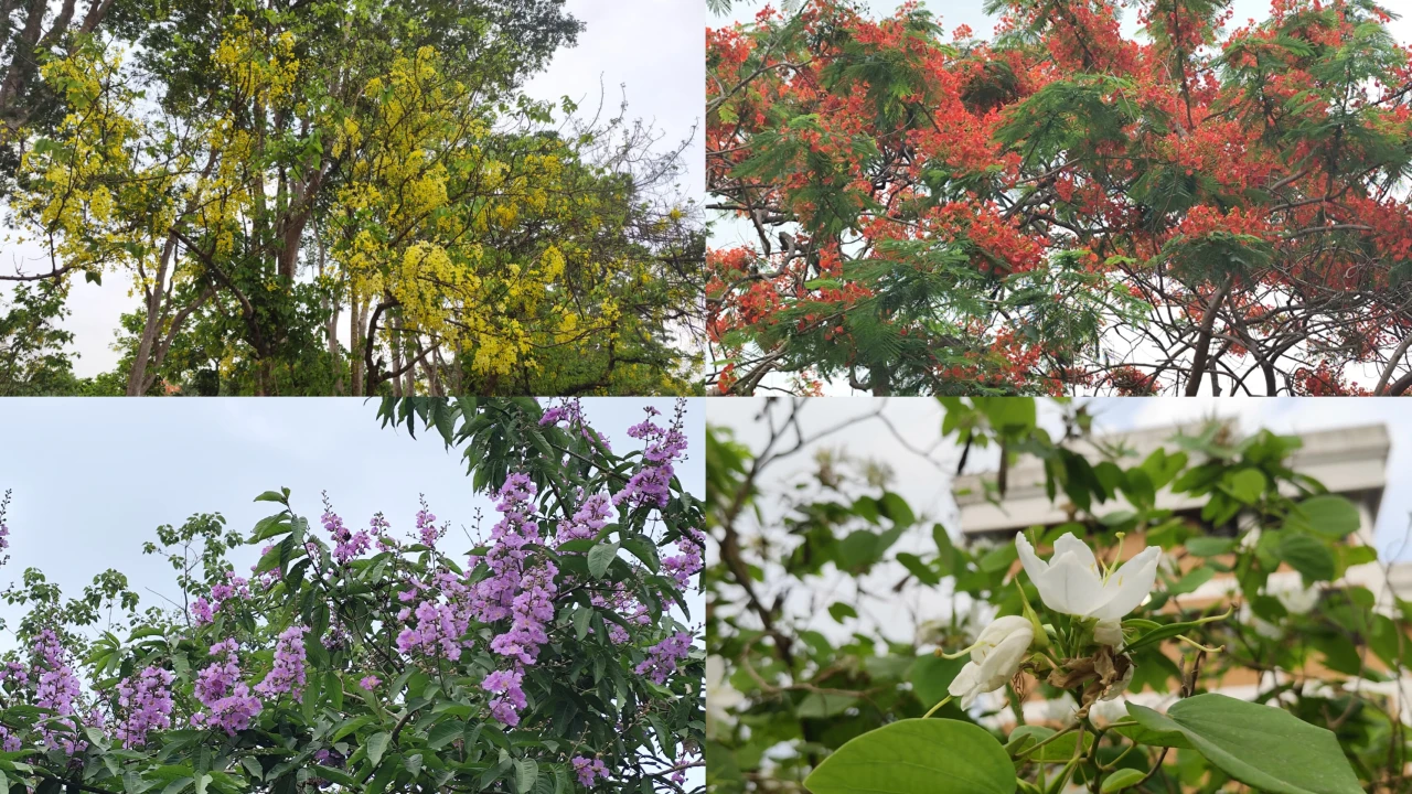 বৈশাখের দাবদাহেও থামেনি ফুলের বাহার, রঙে-সুবাসে মাতোয়ারা ইবি ক্যাম্পাস