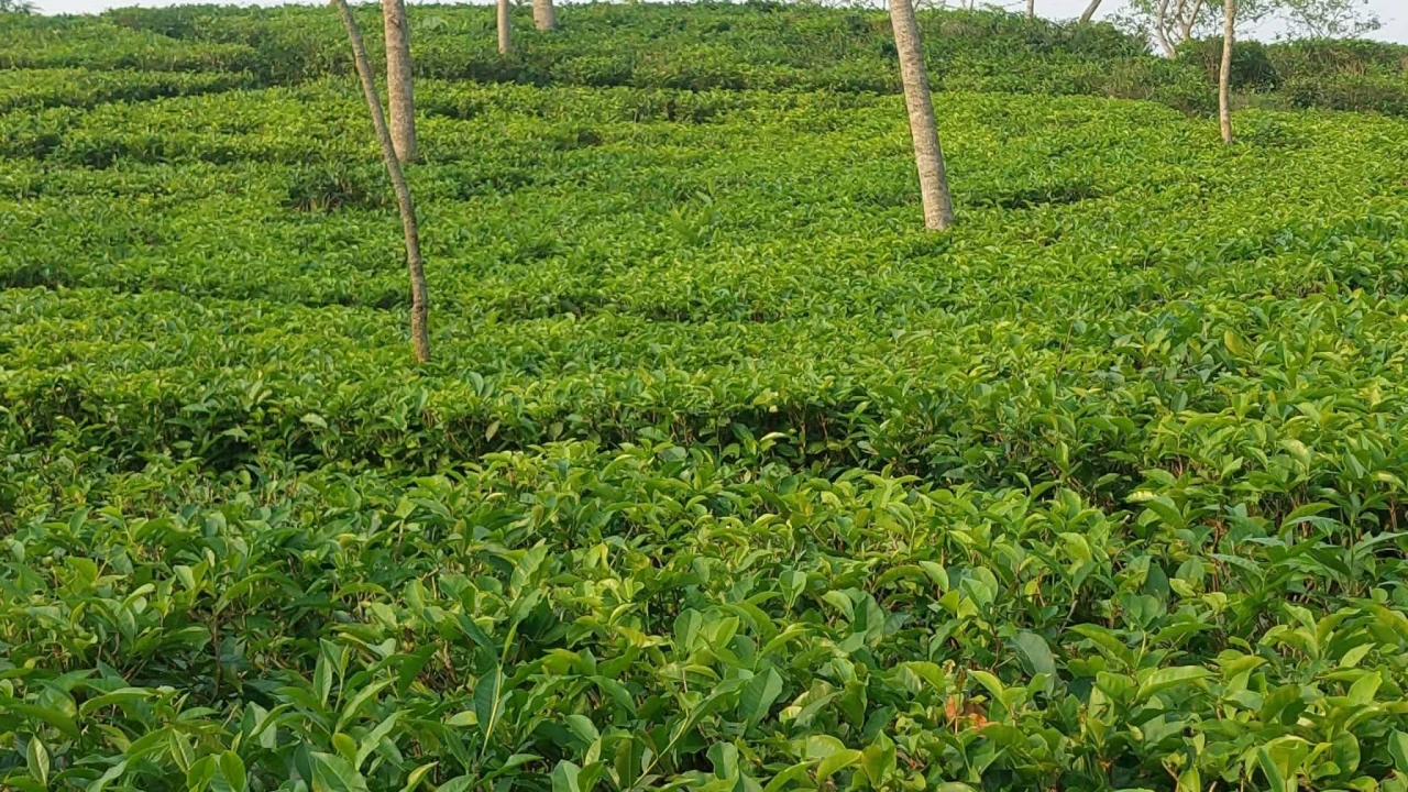কমলগঞ্জে বিদ্যুৎ বিপর্যয়ে ক্ষতির মুখে চা শিল্প
