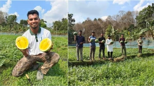 মোর্শেদের পরিক্ষা মূলক হলুদ তরমুজ চাষে সাফল্য