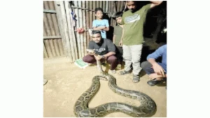 লাউয়াছড়া বনে অজগর সাপ অবমুক্ত