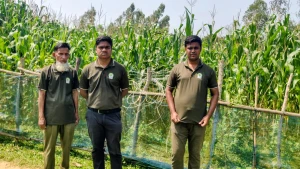 হাতির ভয়ে বিদ্যুৎ ফাঁদ বসানো, বন বিভাগের অভিযানে বন্ধ