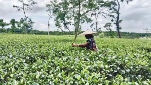 মদের নেশায় বেকারত্ব, ভাগ্য পরিবর্তনে বাঁধা চা শ্রমিকদের