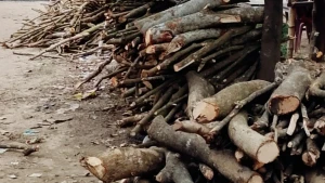 হবিগঞ্জে বেকারিতে নির্বিঘ্নে পোড়ছে জ্বালানি কাঠ