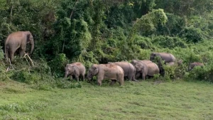 রাঙ্গামাটির কাপ্তাইয়ে চিৎমরম দূর্গম এলাকায় বন্যহাতির আক্রমণে ১জন নিহত