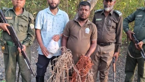 সুন্দরবনে ১৫ শ ফুট হরিণ ধরার ফাঁদ উদ্ধার করছে বন বিভাগ