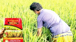 নকল’ বীজের ফাঁদে ঝিনাইগাতীর কৃষক, দেড় শতাধিক চাষির সর্বনাশ