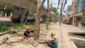 রাজশাহীতে কাটা হলো ৩০ কাঠবাদাম গাছ