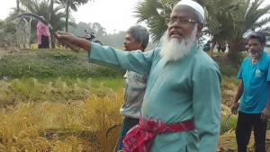 মণিরামপুরে হতদরিদ্র কৃষকের পাশে এমপি গাজী এনামুল হক, ধান কাটার কর্মসূচির উদ্বোধন