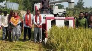 উল্লাপাড়ায় বোরো ধান ব্রি ১০৮ এর  নমুনা শস্য কর্তন