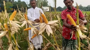 উল্লাপাড়ায় কৃষক আগ্রহে বাড়ছে ভুট্টা আবাদ