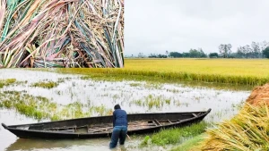টানা বৃষ্টি ও পাহাড়ি ঢলে ঝিনাইগাতীর নিচু এলাকায় বিস্তীর্ণ কৃষিজমি প্লাবিত
