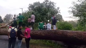সাজেকে ঘূর্ণিঝড়ে গাছ পড়ে তমাস চাকমার বাড়ি বিধ্বস্ত
