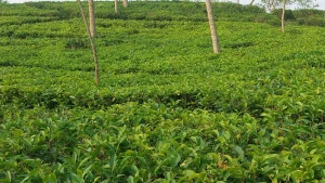 কমলগঞ্জে বিদ্যুৎ বিপর্যয়ে ক্ষতির মুখে চা শিল্প