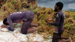 মৌলভীবাজারে ডুবছে কৃষকের স্বপ্ন
