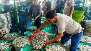 কাপ্তাই হ্রদে রাজস্বের রেকর্ড বিএফডিসির, আয় ছাড়ালো ২২ কোটি টাকা