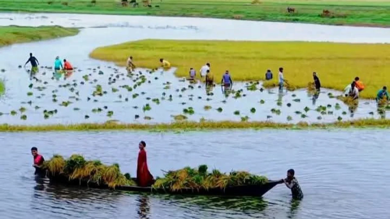 রাইতের মেঘে কৃষকের স্বপ্ন পানিতে তলিয়ে গেছে