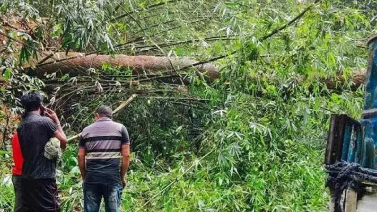 ঝড়ে গাছ পড়ে সাড়ে ৫ ঘন্টা যান চলাচল বন্ধ; এখন স্বাভাবিক