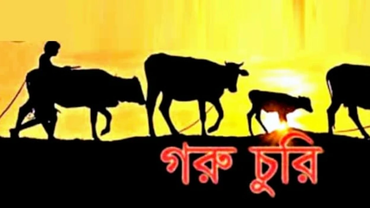 গভীর রাতে পিকআপে উধাও ৫ গরু—হোসেনপুরে আতঙ্কের ছায়া