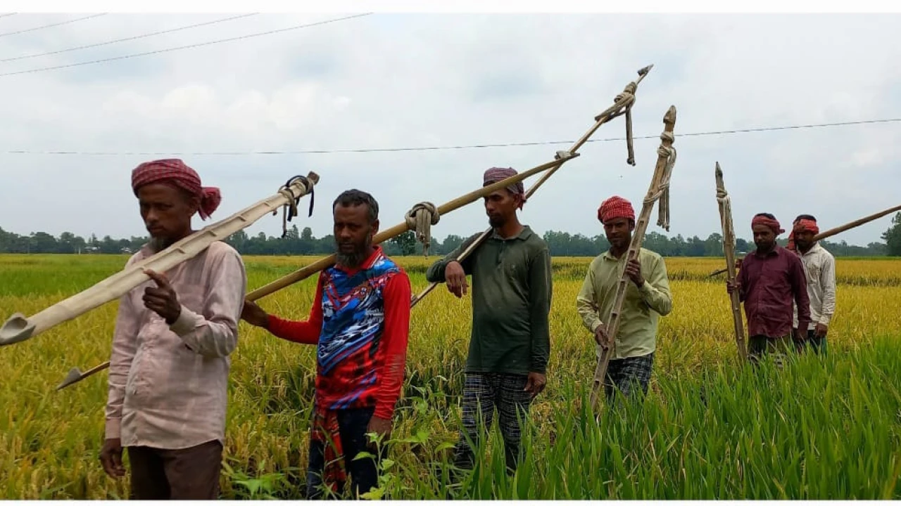 উল্লাপাড়ায় এখন দল বেধে ধান কাটছেন মজুরেরা: দিন যেতেই বাড়ছে চাহিদা