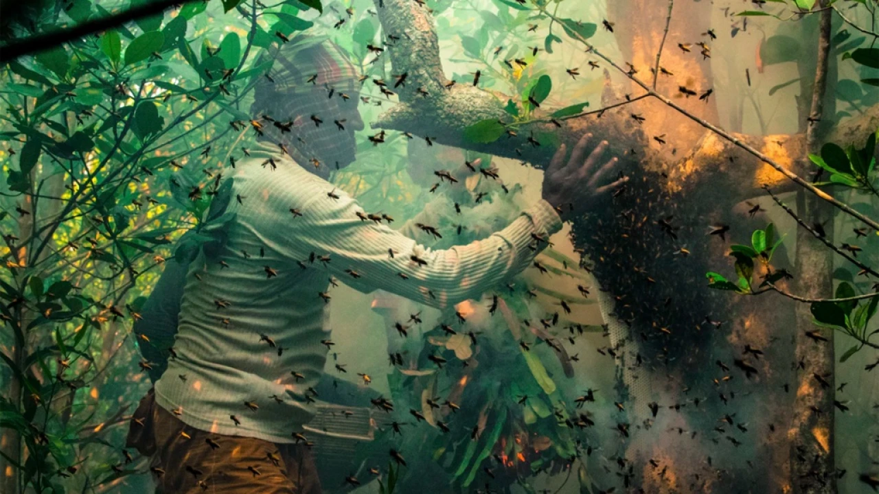 বিপাকে মৌয়ালীরা বনদস্যু আতংক কাটছেনা