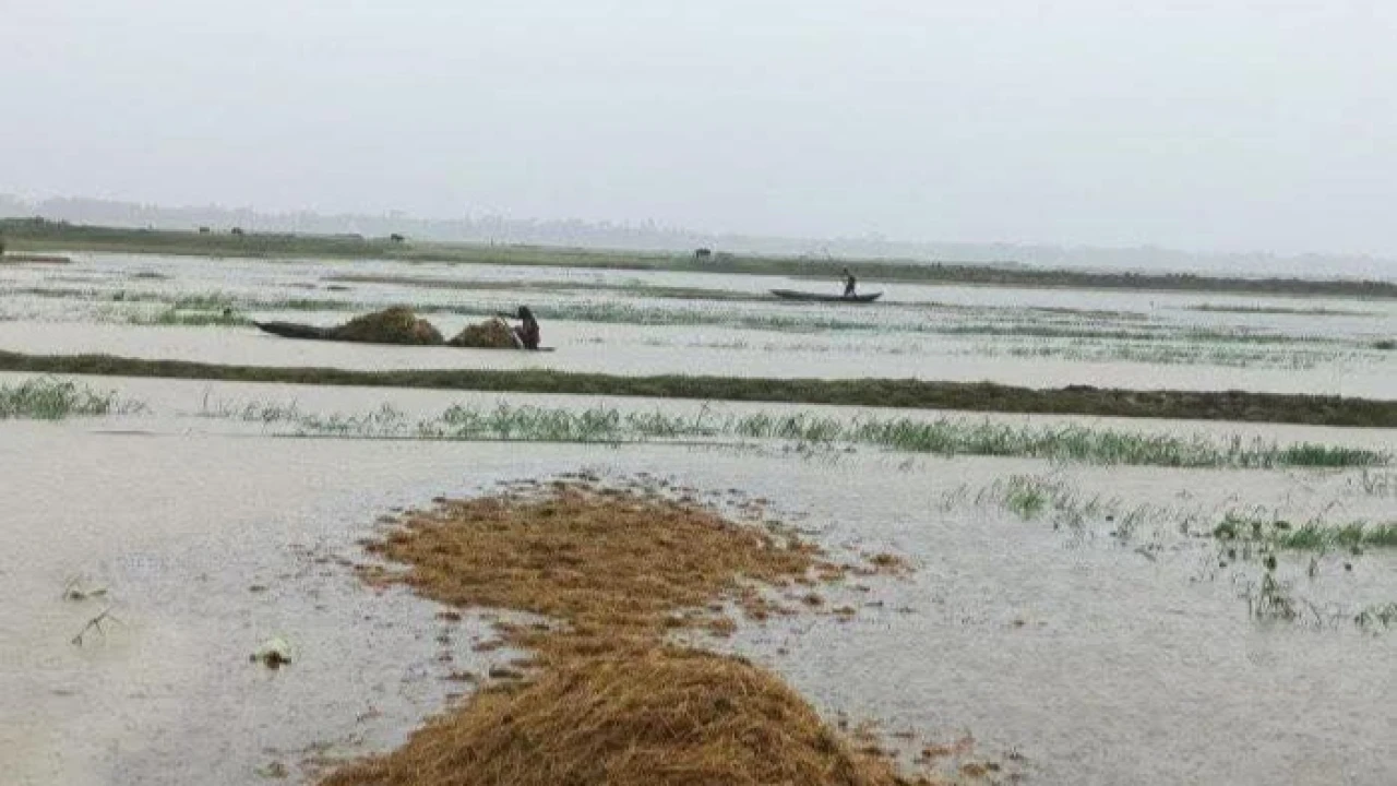 দিশেহারা কৃষকরা থৈ থৈ পানির নিচে সোনালী স্বপ্ন