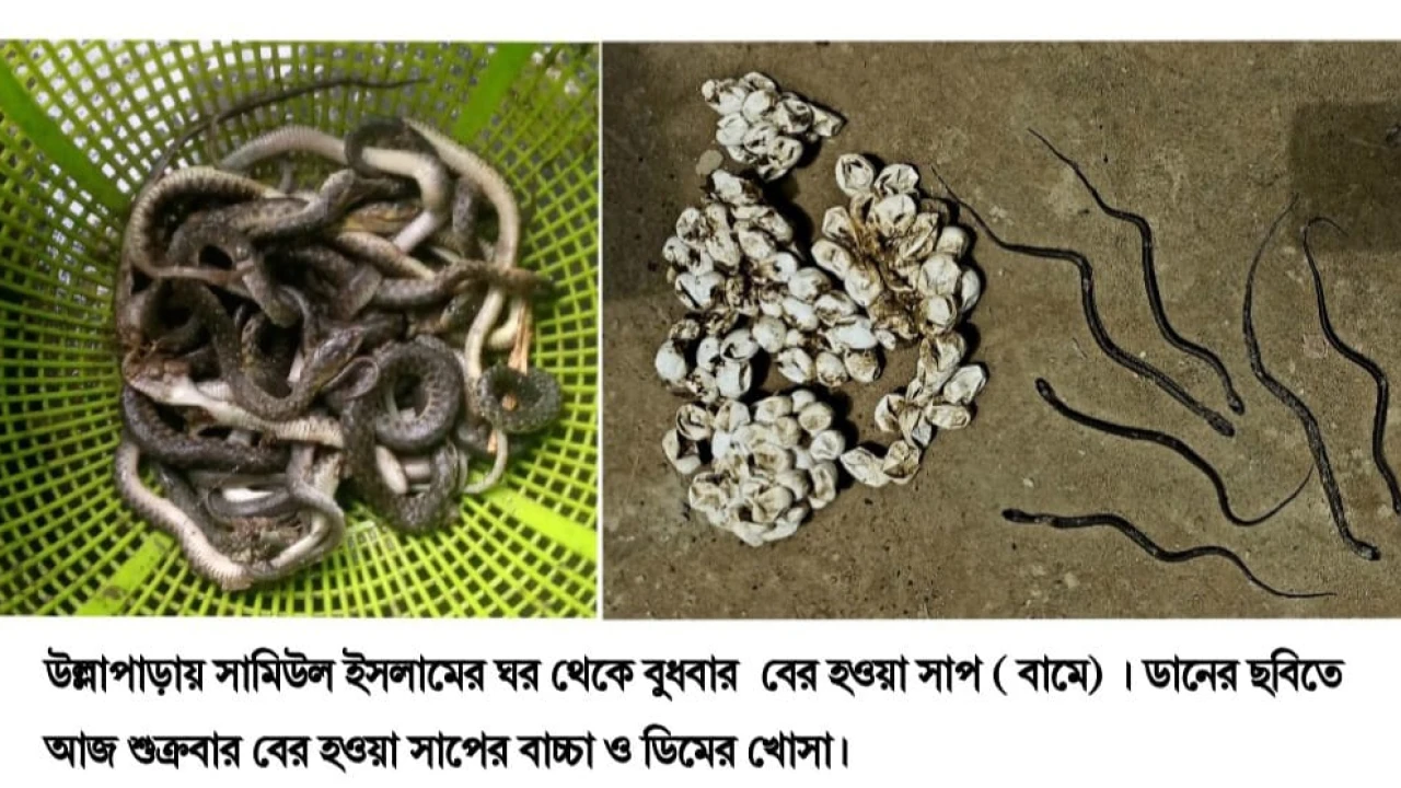 উল্লাপাড়ায় দুদিনে মারা হলো ৪৬ টি সাপ