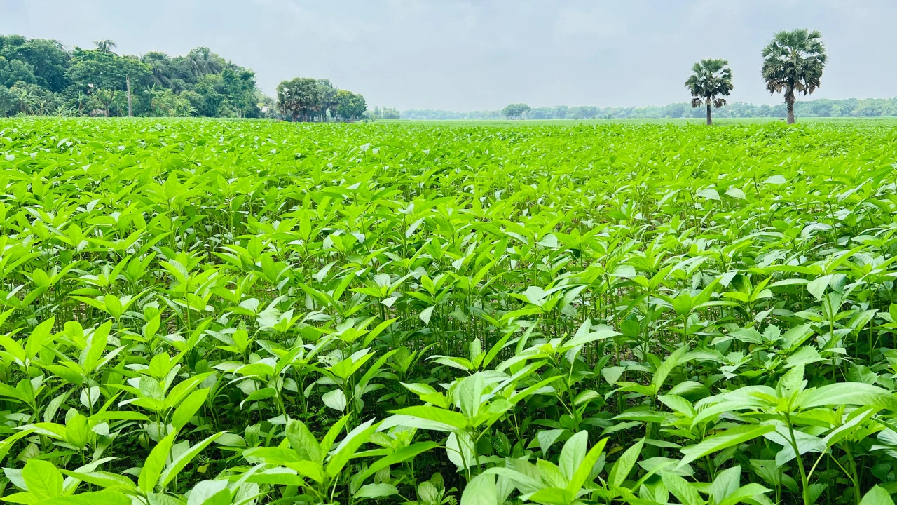 খরচের চাপে দিশেহারা কৃষক, তবু সালথার মাঠজুড়ে পাটের সবুজ সমারোহ