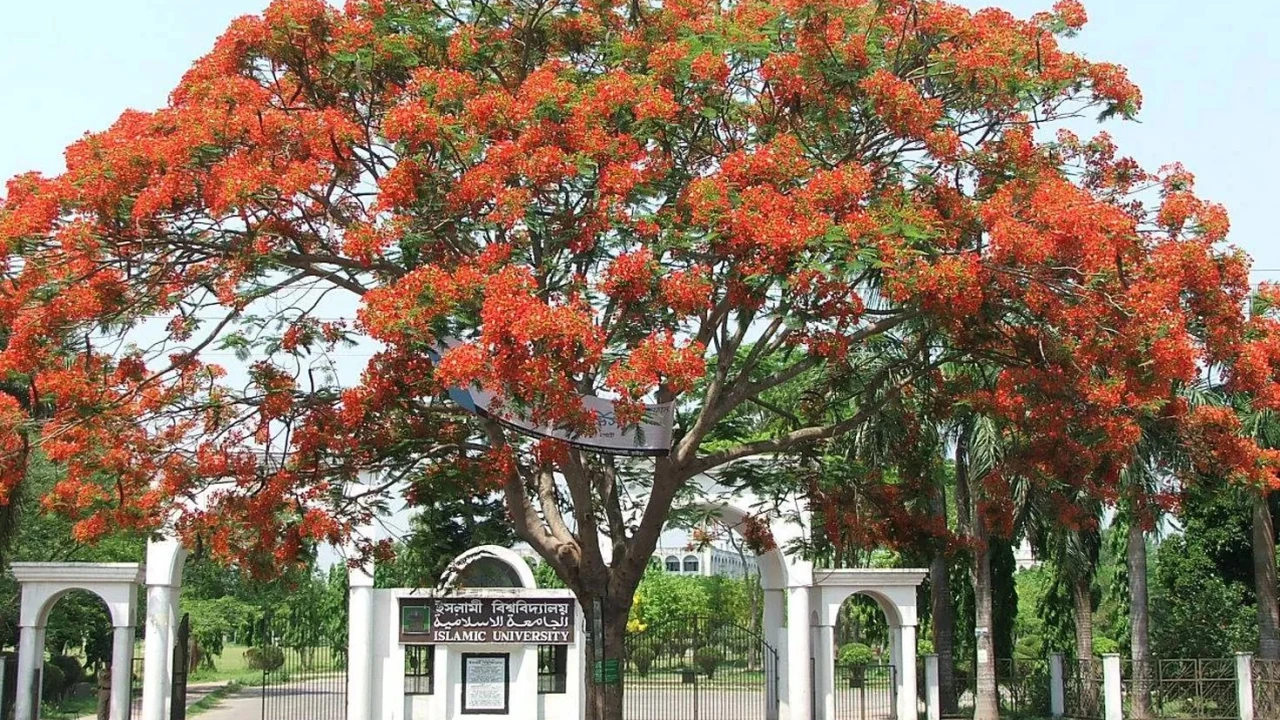 ইসলামী বিশ্ববিদ্যালয়ের উন্নয়ন প্রকল্পের ৩৪১ পদে নিয়োগ শূন্য