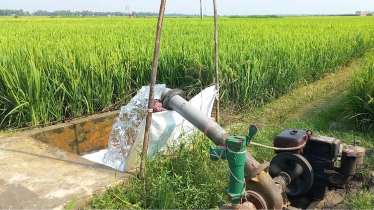 উল্লাপাড়ায় পাথারের তিন মাঠে নাবীতে হয়েছে বোরো ধান আবাদ