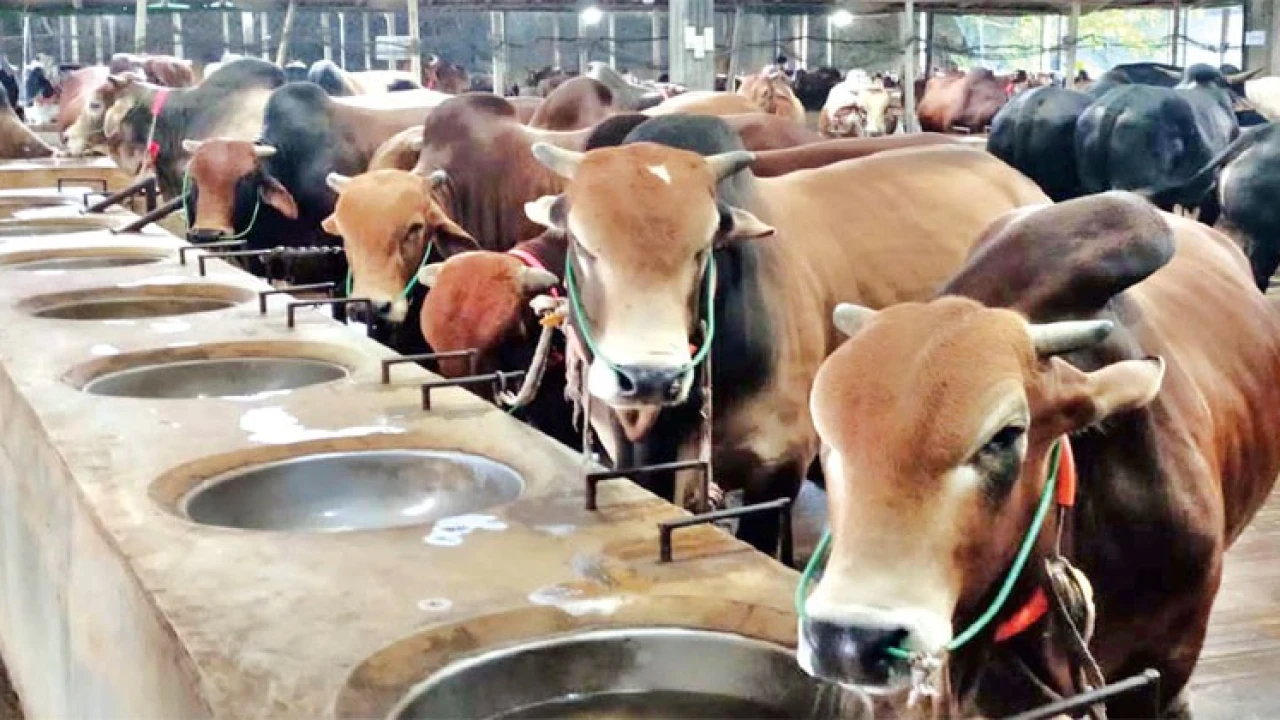 কৃত্রিমভাবে মোটাতাজা করা কোরবানি পশু চেনার উপায়