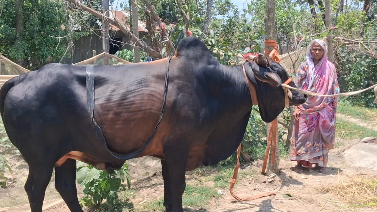 নূর খাতুনের ৭ লাখ টাকার গরু ‘কালাইয়া’