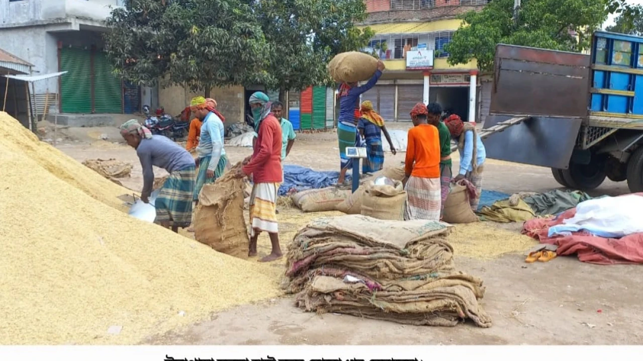 উল্লাপাড়া সলঙ্গায় শত শত  মণ নতুন বোরো ধান কেনাবেচা হচ্ছে  প্রতিদিন