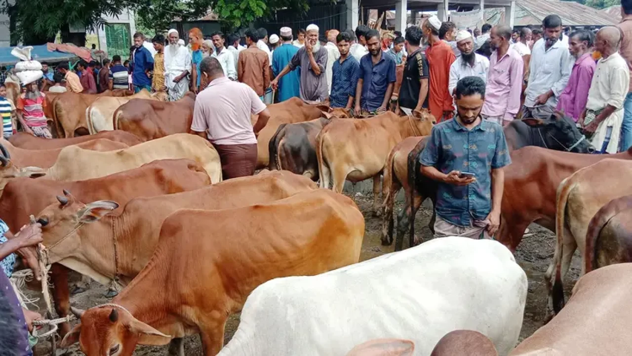 পটুয়াখালীর বাউফলে ঐতিহ্যবাহী কালাইয়া গবাদি পশুর হাটে ক্রেতা বিক্রেতাদের ভিড়