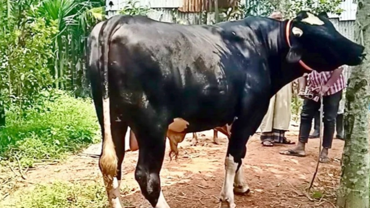 মৌলভীবাজারে কুরবানির হাঁটে "কালো মানিক"